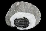 Detailed Gerastos Trilobite Fossil - Morocco #173738-1